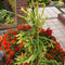 Cryptomeria japonica 'Kyara Gold' - Japanse ceder - Planthoogte: 50-60 cm - Pot Ø 19 cm (3 liter)