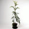 Cryptomeria japonica 'Kyara Gold' - Japanse ceder - Planthoogte: 50-60 cm - Pot Ø 19 cm (3 liter)