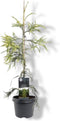 Cryptomeria japonica 'Kyara Gold' - Japanse ceder - Planthoogte: 50-60 cm - Pot Ø 19 cm (3 liter)