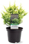 Cryptomeria japonica 'Vilmorin Gold' - Japanse ceder - Planthoogte: 20-25 cm - Pot Ø 19 cm (3 liter)