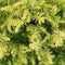 Cryptomeria japonica 'Vilmorin Gold' - Japanse ceder - Planthoogte: 20-25 cm - Pot Ø 19 cm (3 liter)