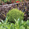 Cryptomeria japonica 'Vilmorin Gold' - Japanse ceder - Planthoogte: 20-25 cm - Pot Ø 19 cm (3 liter)