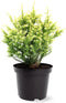 Cryptomeria japonica 'Vilmorin Gold' - Japanse ceder - Planthoogte: 20-25 cm - Pot Ø 19 cm (3 liter)