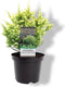 Cryptomeria japonica 'Vilmorin Gold' - Japanse ceder - Planthoogte: 20-25 cm - Pot Ø 19 cm (3 liter)