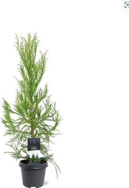 Cryptomeria japonica 'Kitayama' - Japanse ceder - Planthoogte: 80-100 cm - Pot Ø 23 cm (5 liter)