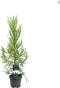 Cryptomeria japonica 'Kitayama' - Japanse ceder - Planthoogte: 80-100 cm - Pot Ø 23 cm (5 liter)