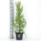 Cryptomeria japonica 'Kitayama' - Japanse ceder - Planthoogte: 80-100 cm - Pot Ø 23 cm (5 liter)