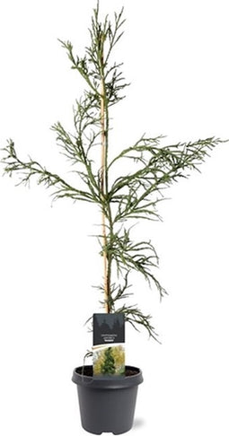 Cryptomeria japonica 'Rasen' - Japanse ceder - Planthoogte: 80-100 cm - Pot Ø 23 cm (5 Liter)