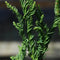 Cryptomeria japonica 'Rasen' - Japanse ceder - Planthoogte: 80-100 cm - Pot Ø 23 cm (5 Liter)