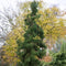 Cryptomeria japonica 'Rasen' - Japanse ceder - Planthoogte: 80-100 cm - Pot Ø 23 cm (5 Liter)
