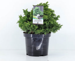 Cryptomeria japonica 'Yokohama' - Japanse ceder - Planthoogte: 20-25 cm - Pot Ø 19 cm (3 liter)