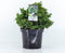 Cryptomeria japonica 'Yokohama' - Japanse ceder - Planthoogte: 20-25 cm - Pot Ø 19 cm (3 liter)