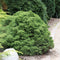 Cryptomeria japonica 'Yokohama' - Japanse ceder - Planthoogte: 20-25 cm - Pot Ø 19 cm (3 liter)