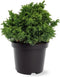 Cryptomeria japonica 'Yokohama' - Japanse ceder - Planthoogte: 20-25 cm - Pot Ø 19 cm (3 liter)