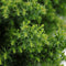 Cryptomeria japonica 'Yokohama' - Japanse ceder - Planthoogte: 20-25 cm - Pot Ø 19 cm (3 liter)