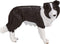 Mojo Farmland Border Collie - 387203