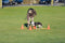 Trixie Dog Activity Hordenset - Agility Training - 6 Pionnen en 3 Stangen - Oranje (3 stuks)