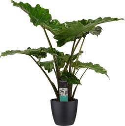 Decorum Alocasia Portodora - Elho brussels black – ↨ 80cm – ⌀ 21cm