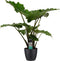 Decorum Alocasia Portodora - Elho brussels black – ↨ 80cm – ⌀ 21cm