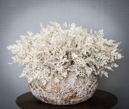 PTMD leaves plant groen dusty miller tak