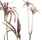 PTMD Leaves Plant Burgundy Yucca Spray