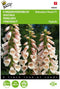 5 stuks - Buzzy - Digitalis Dalmation Peach Tuinplus