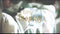 Done By Deer Tiny Tropics Dinerset