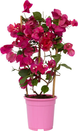 Plant in a Box - Bougainvillea - Bougainvillea op rek - Roze bloemen - Klimplant - Tuinplant - Pot 17cm - Hoogte 50-60cm