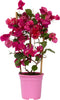 Plant in a Box - Bougainvillea - Bougainvillea op rek - Roze bloemen - Klimplant - Tuinplant - Pot 17cm - Hoogte 50-60cm