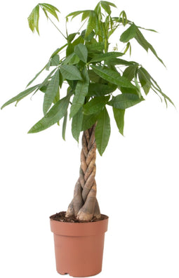 Plant in a Box - Pachira Aquatica - Kamerplant - Geldboom - Pot 24cm - Hoogte 100-120cm