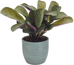 Ctenanthe Amagris in keramiek – ↨ 20cm – ⌀ 14cm