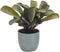 Ctenanthe Amagris in keramiek – ↨ 20cm – ⌀ 14cm