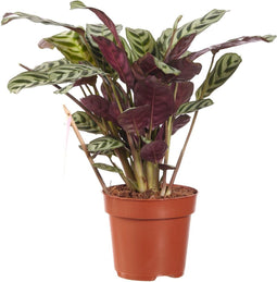 Ctenanthe Burle Marxii
