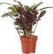 Ctenanthe Burle Marxii