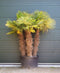 Chinese waaierpalm meerstammig | Trachycarpus fortunei 130-180 cm| Bomenbezorgd.nl