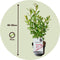 Plant in a Box - Salix Mount Aso - Gracilistyla - Struik - Potmaat 17 - Hoogte: 40-50 cm - Roze / Paars / Wit - Potplant / Borderplant