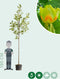 Tulpenboom | Liriodendron tulipifera 10-14 cm | Bomenbezorgd.nl