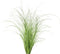 Click & Grow Ornamental Grass / 3-pack