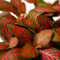 Fittonia | Terrariumplant | Ø6 - 15 cm