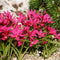 Rhodoxis 'Fairytale' - Rapsterretje, Sterretjesgras - Pot Ø 17 cm (2 liter)
