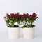 Plant in a Box - Skimmia japonica 'Rubella' - Set van 2 - Pot 15cm - Hoogte 35-45cm
