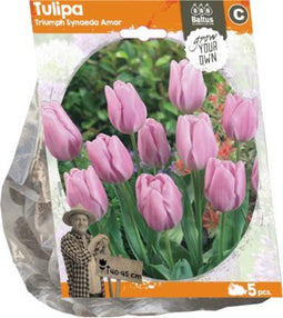Tulipa Triumph Synaeda Amor (Sp) per 5