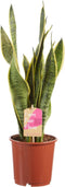 Sanseveria, vrouwentong - Set van 2 - Fachjan - Groene Plant- Hoogte 50 cm