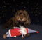 Cupid & comet jolly kerstman