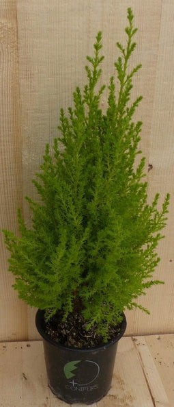 Cupressus Kamerconifeer 50 cm