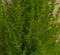 Cupressus Kamerconifeer 50 cm