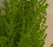 Cupressus Kamerconifeer Klein