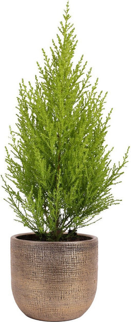 Cupressus macrocarpa 'Goldcrest Wilma' in sierpot Mira (goudkleurig) ↨ 50cm - hoge kwaliteit planten
