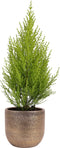 Cupressus macrocarpa 'Goldcrest Wilma' in sierpot Mira (goudkleurig) ↨ 50cm - hoge kwaliteit planten