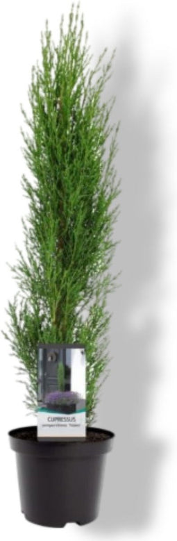 Cupressus sempervirens Totem 40-50 cm Conifeer